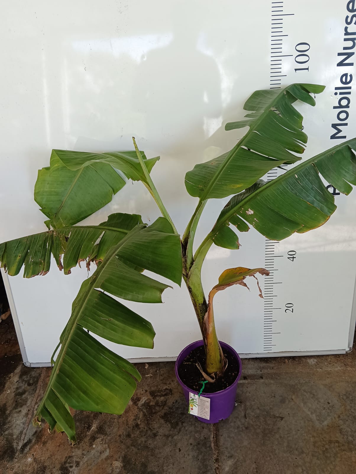 Banana Tree Goldfinger Perth