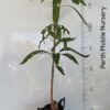King Thai Mango tree Perth