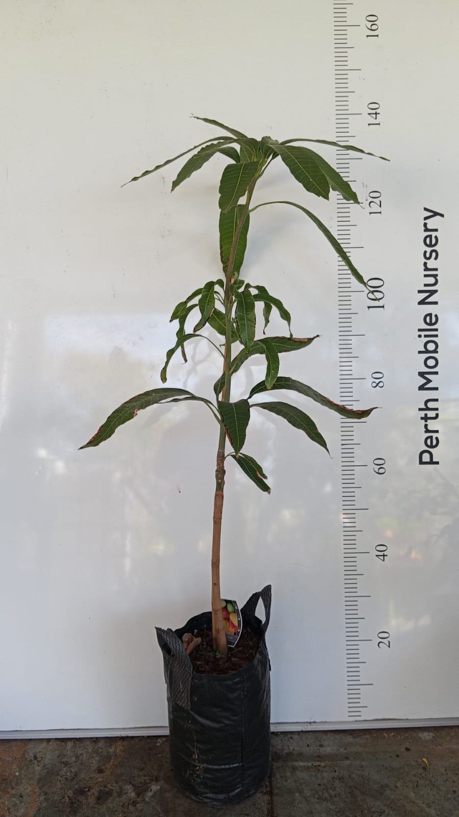 King Thai Mango tree Perth