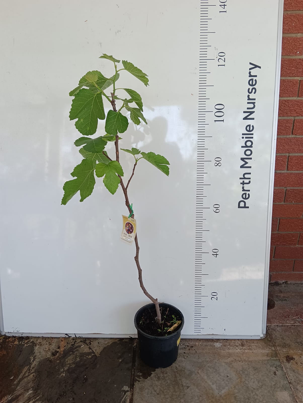 Fig Tree Black Strawberry Kungasava Perth