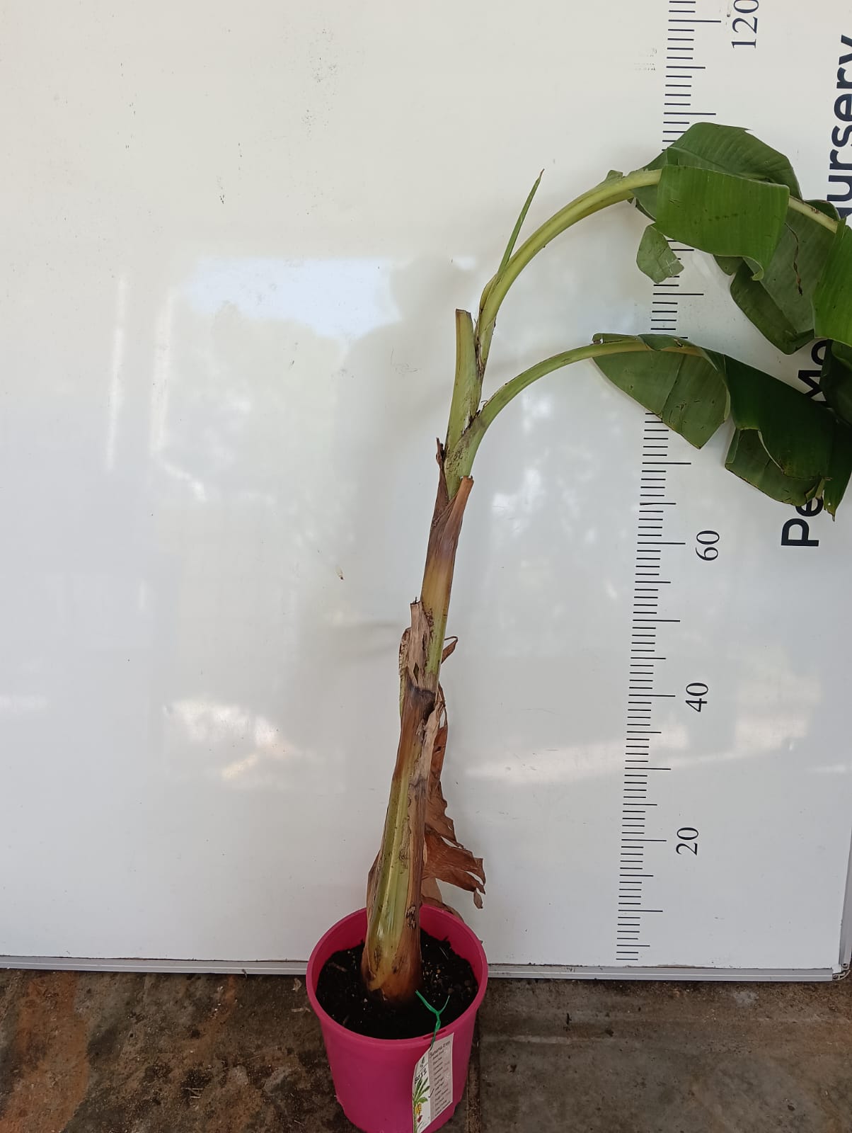 Lady Finger Banana Tree Perth