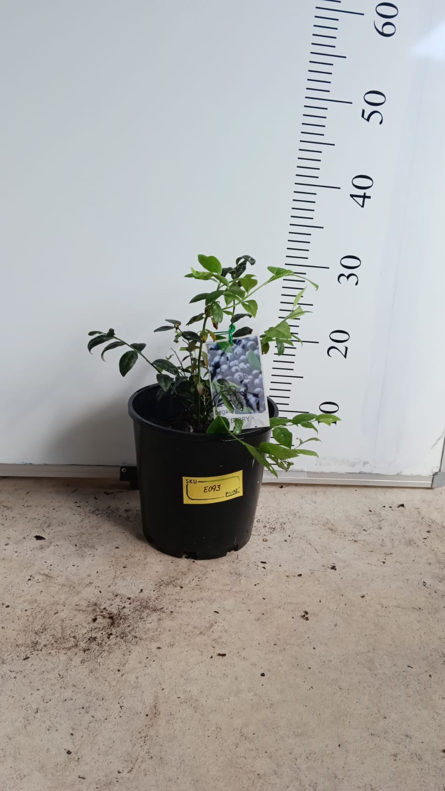 Legacy Blueberry Perth