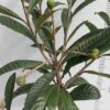 Loquat Tree - Enormity