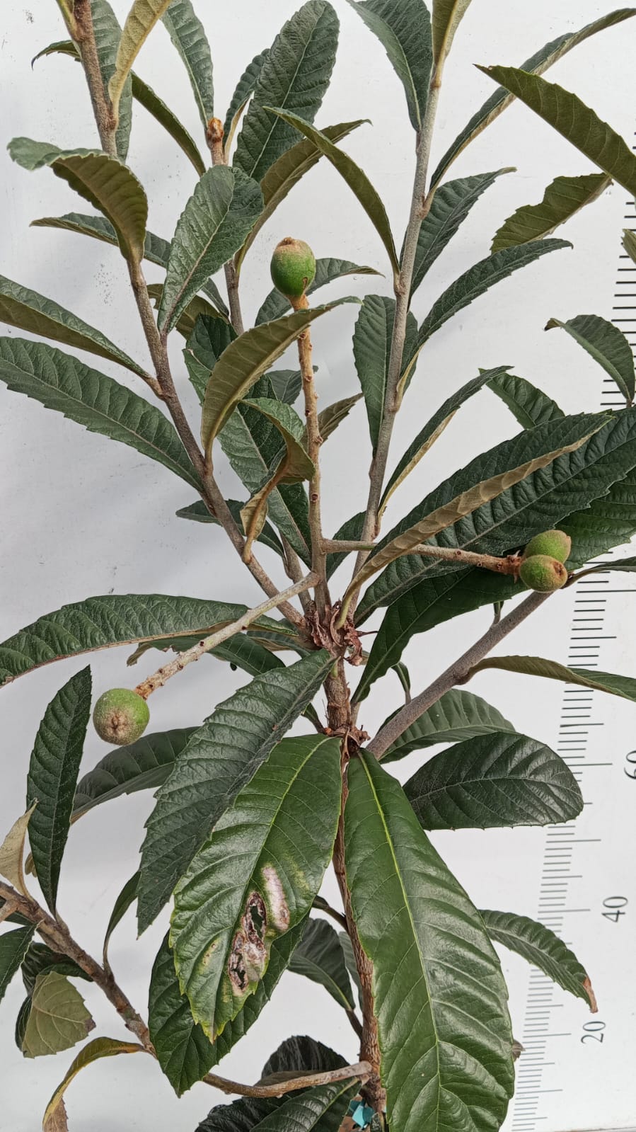 Loquat Tree - Enormity