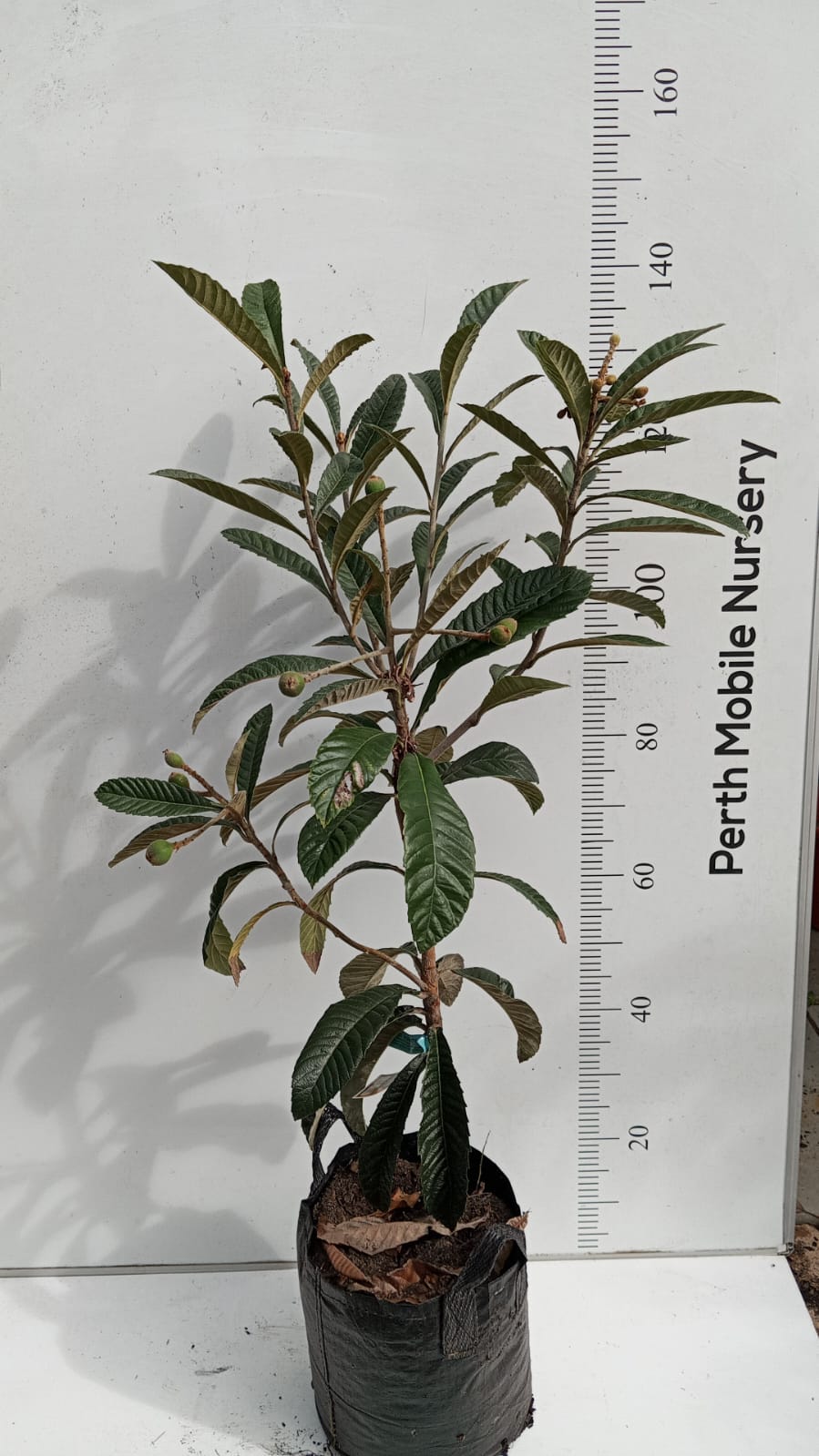 Loquat Tree - Enormity