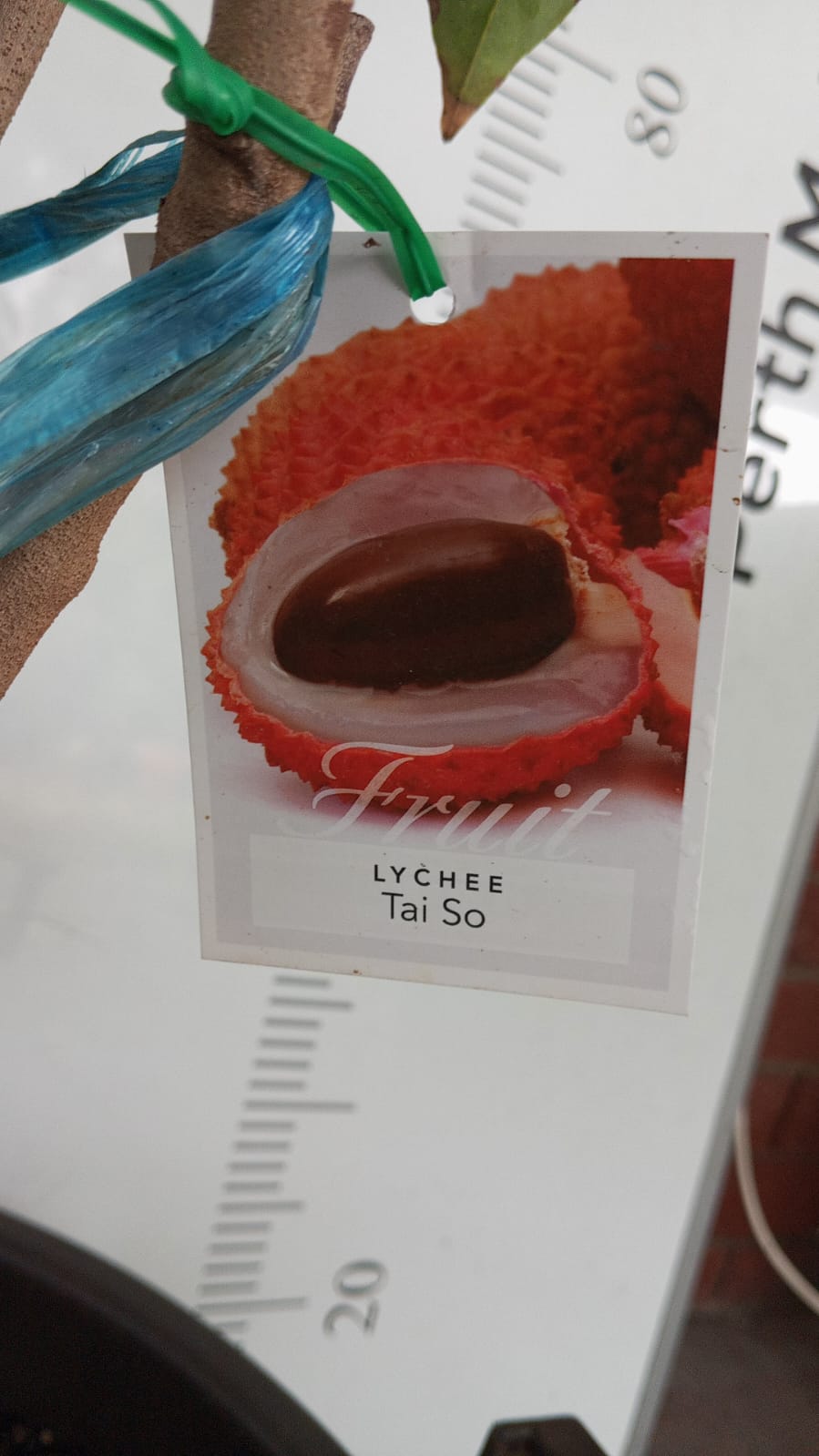 Lychee Tai So Perth