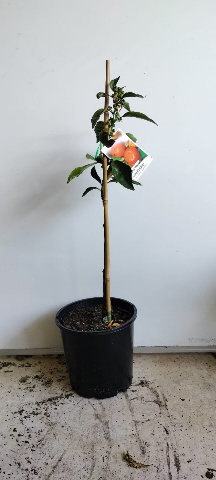 Miho Satsuma Japanese Mandarin Fruit Tree Perth