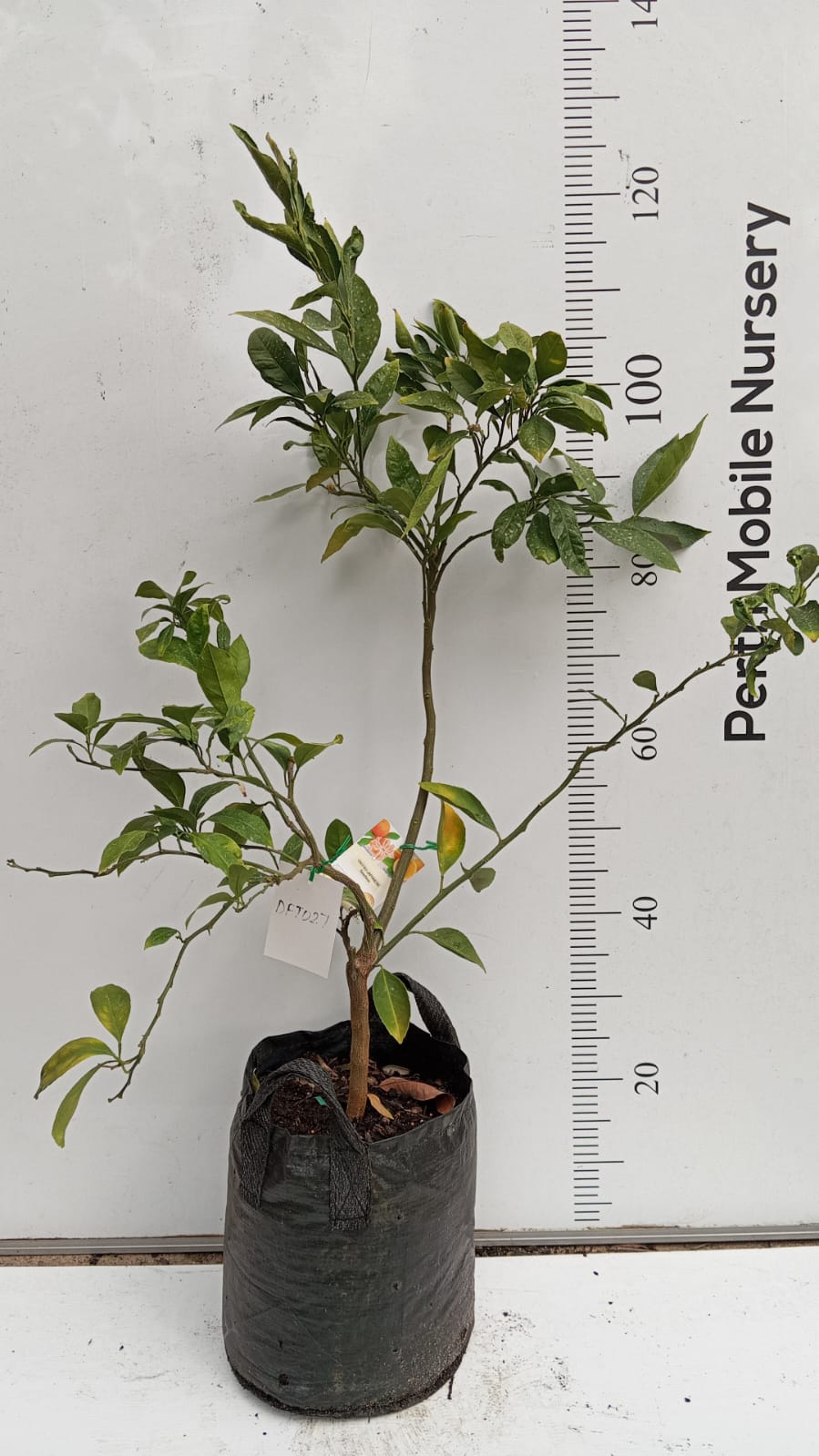 Semi Dwarf Okitsu Japanese Mandarin Fruit Tree