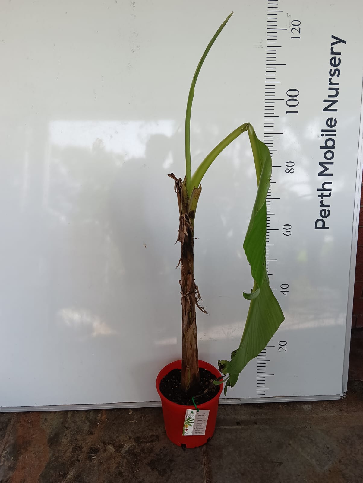 Banana Tree Plantain Pacific Perth