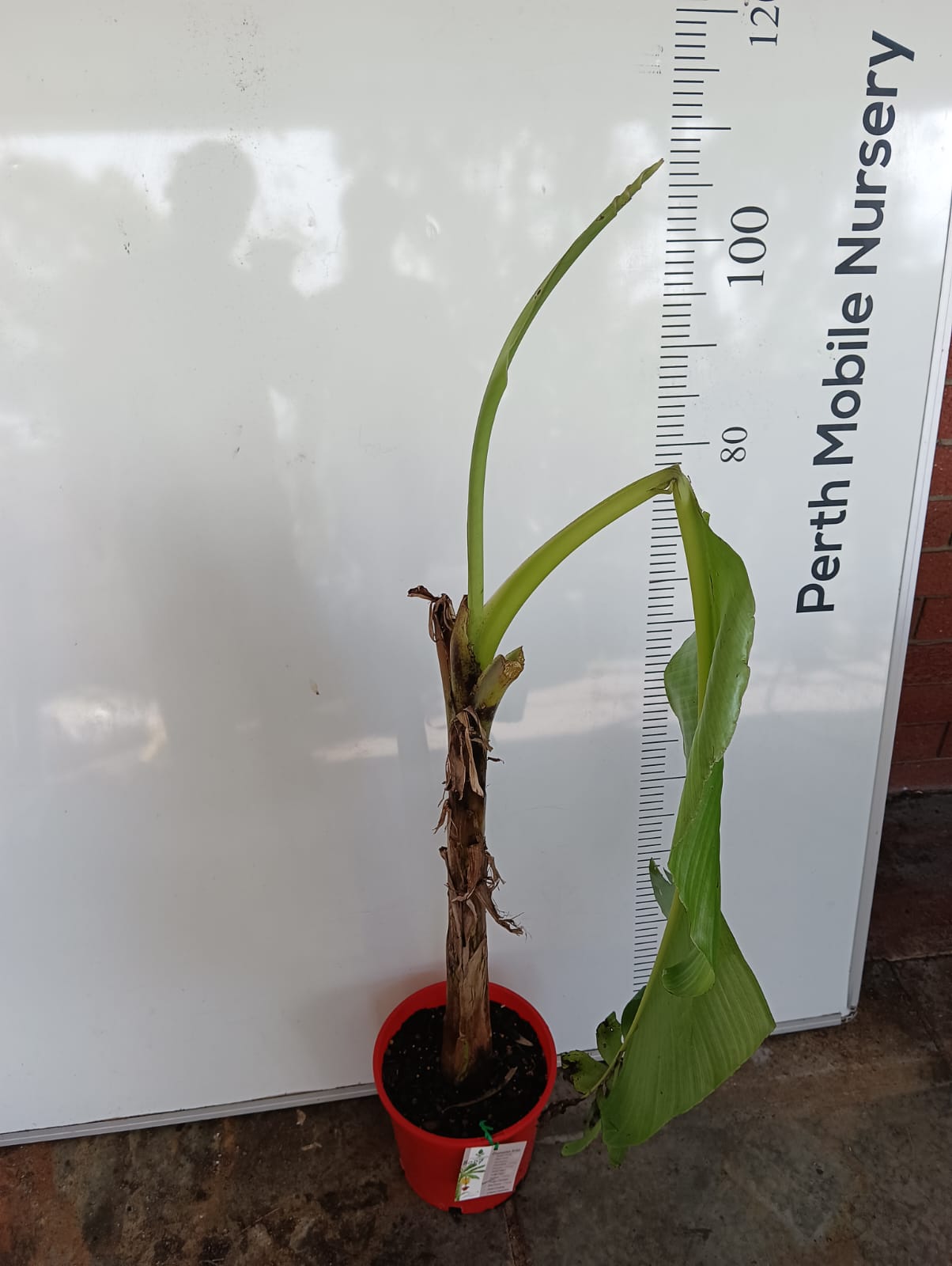 Banana Tree Plantain Pacific Perth