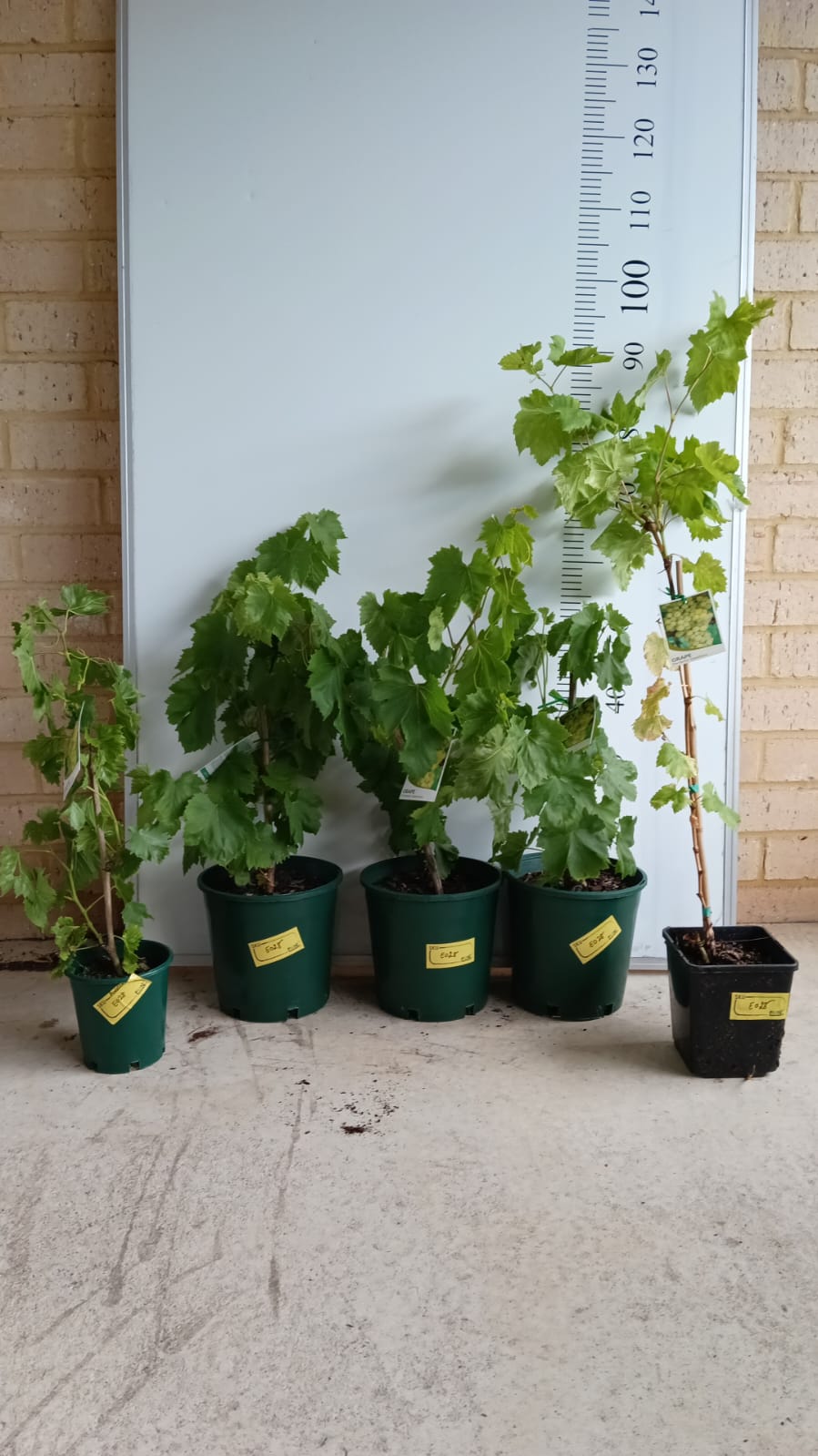 Perlette Grapes Perth