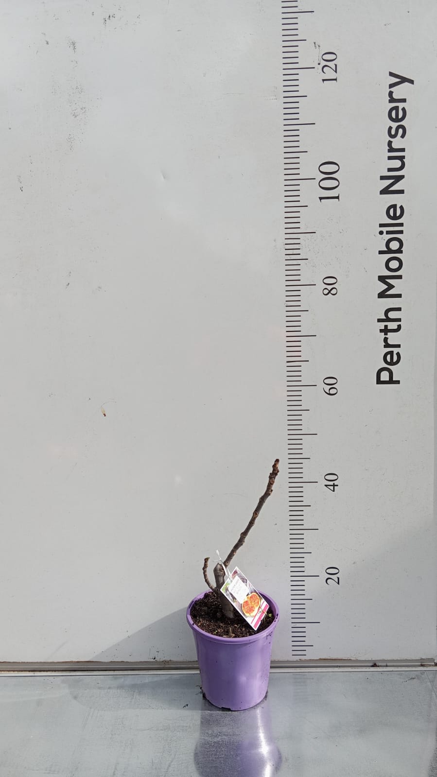 Figs Tree Peter Good Perth