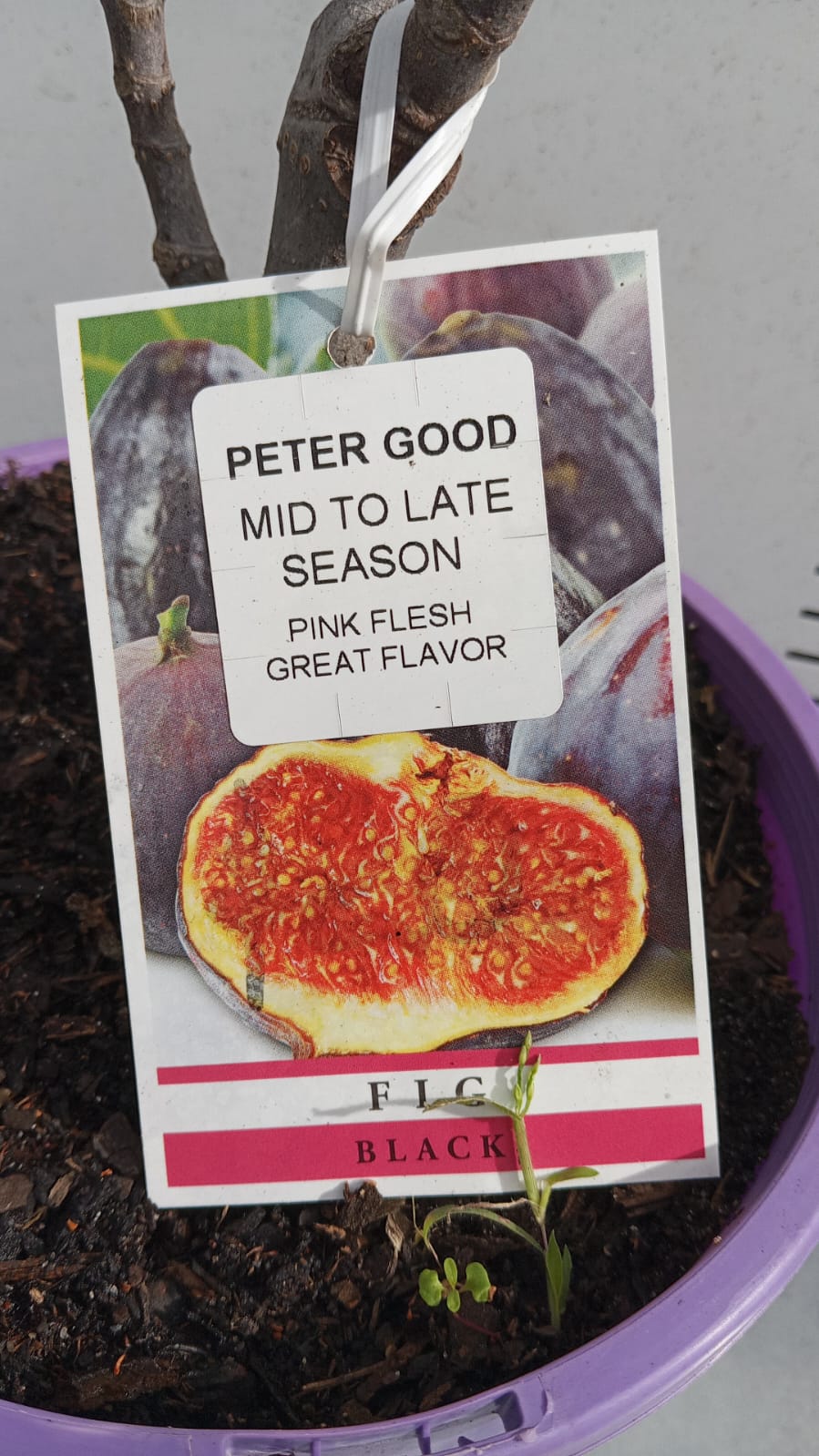 Figs Tree Peter Good Perth