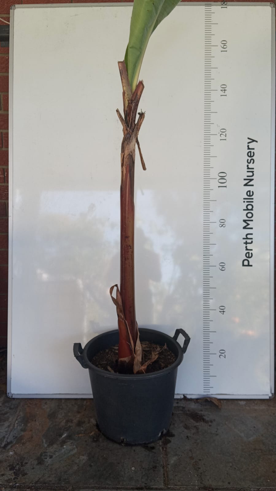 Red Dacca Banana Tree Perth