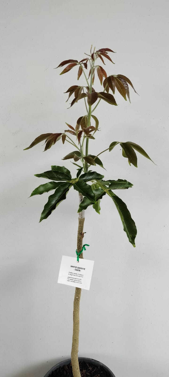 Aztec White Sapote Fruit Tree Perth