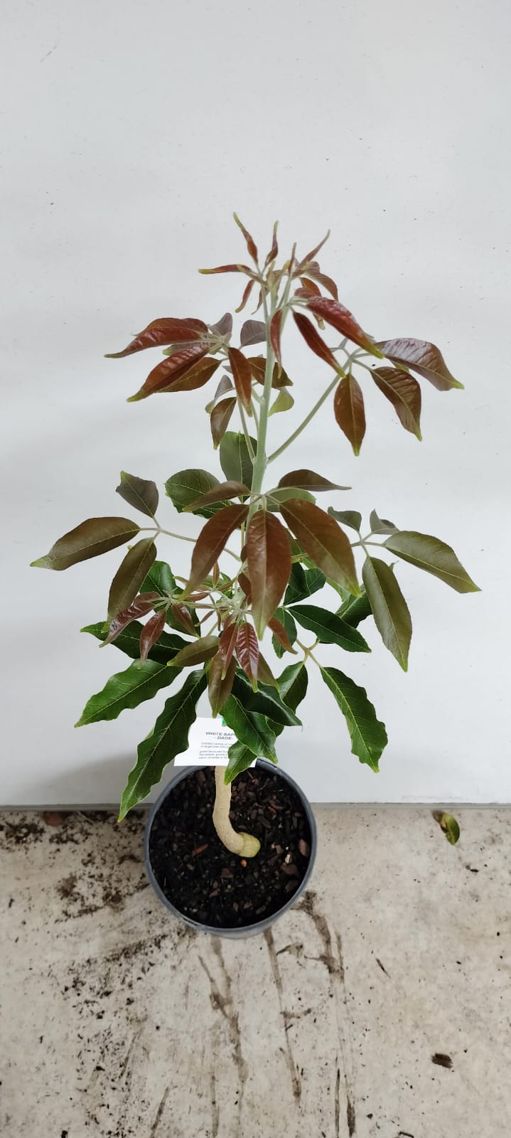 Aztec White Sapote Fruit Tree Perth