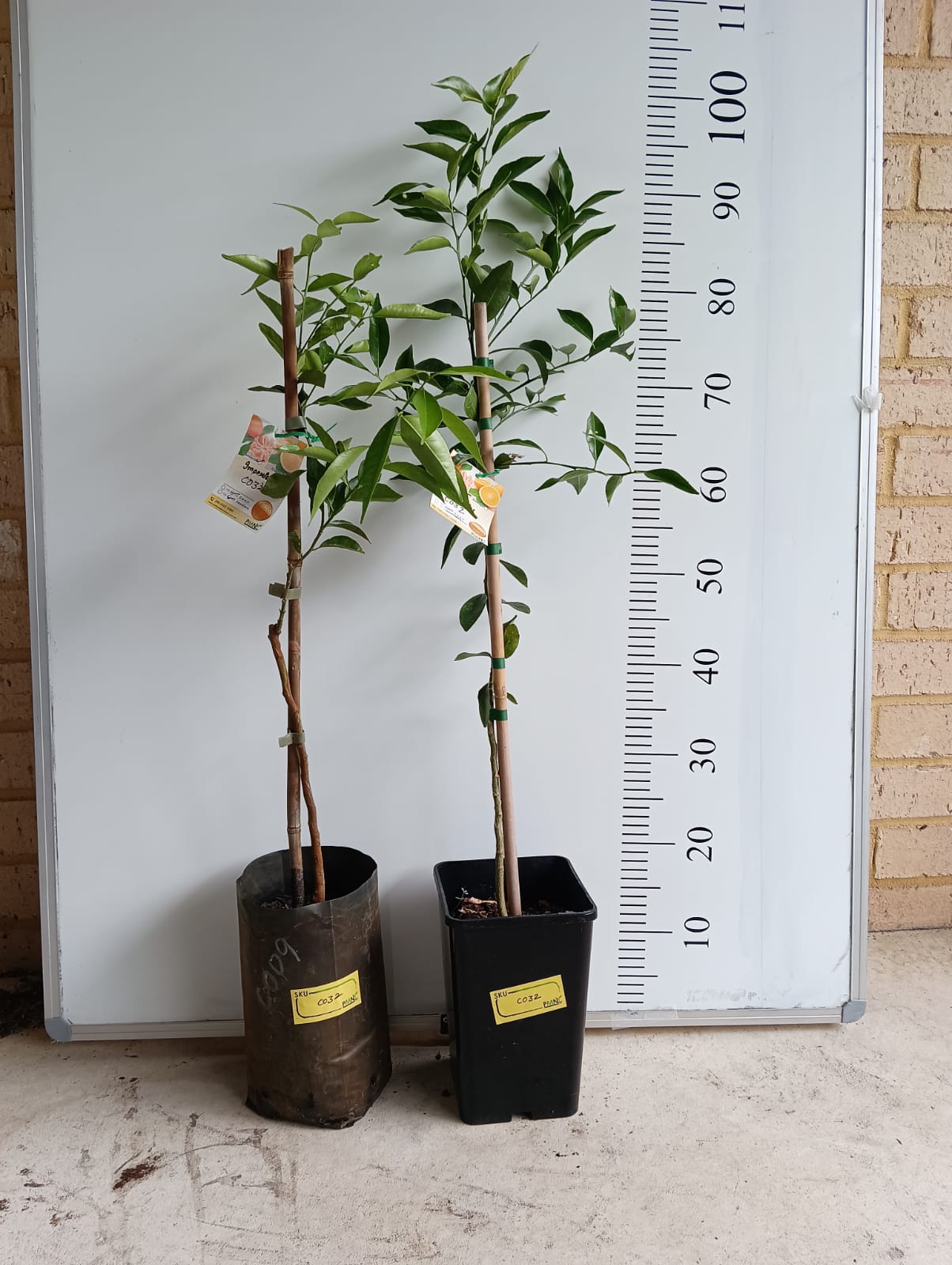 Imperial Mandarin Standard