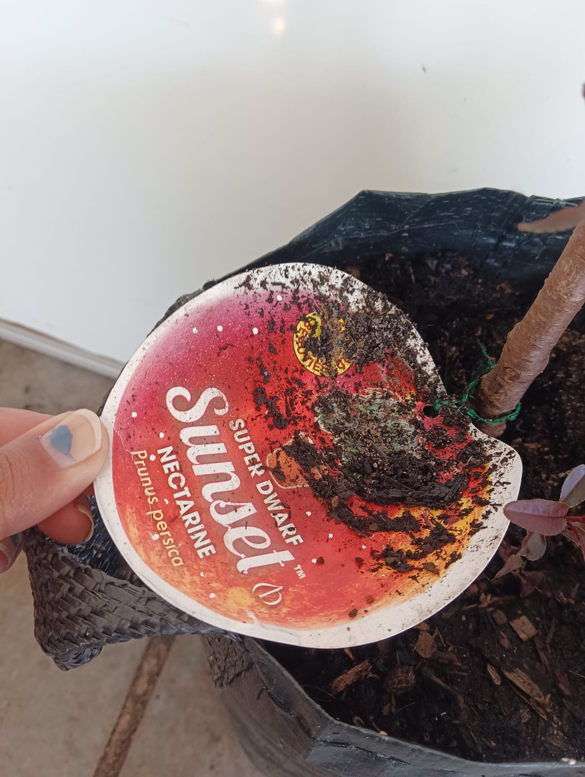 Super Dwarf Nectarine Fruit Tree Perth