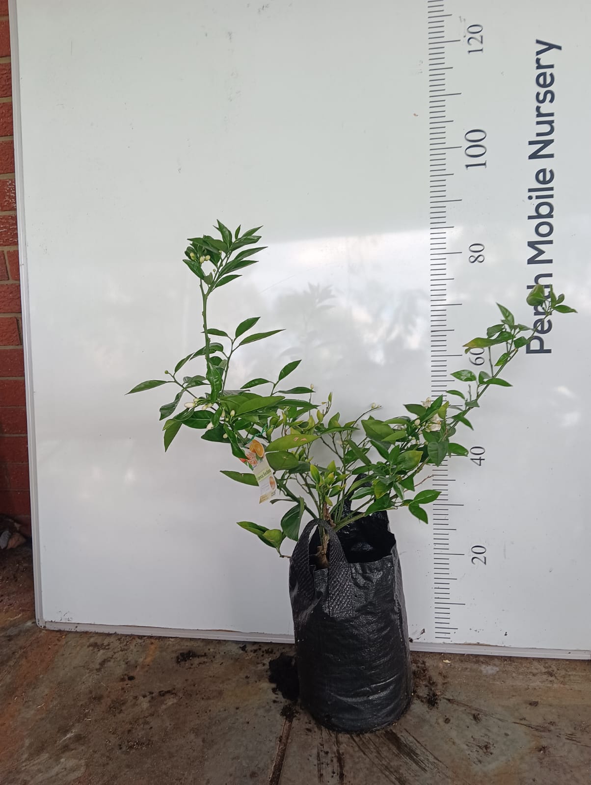 Valencia Orange Perth