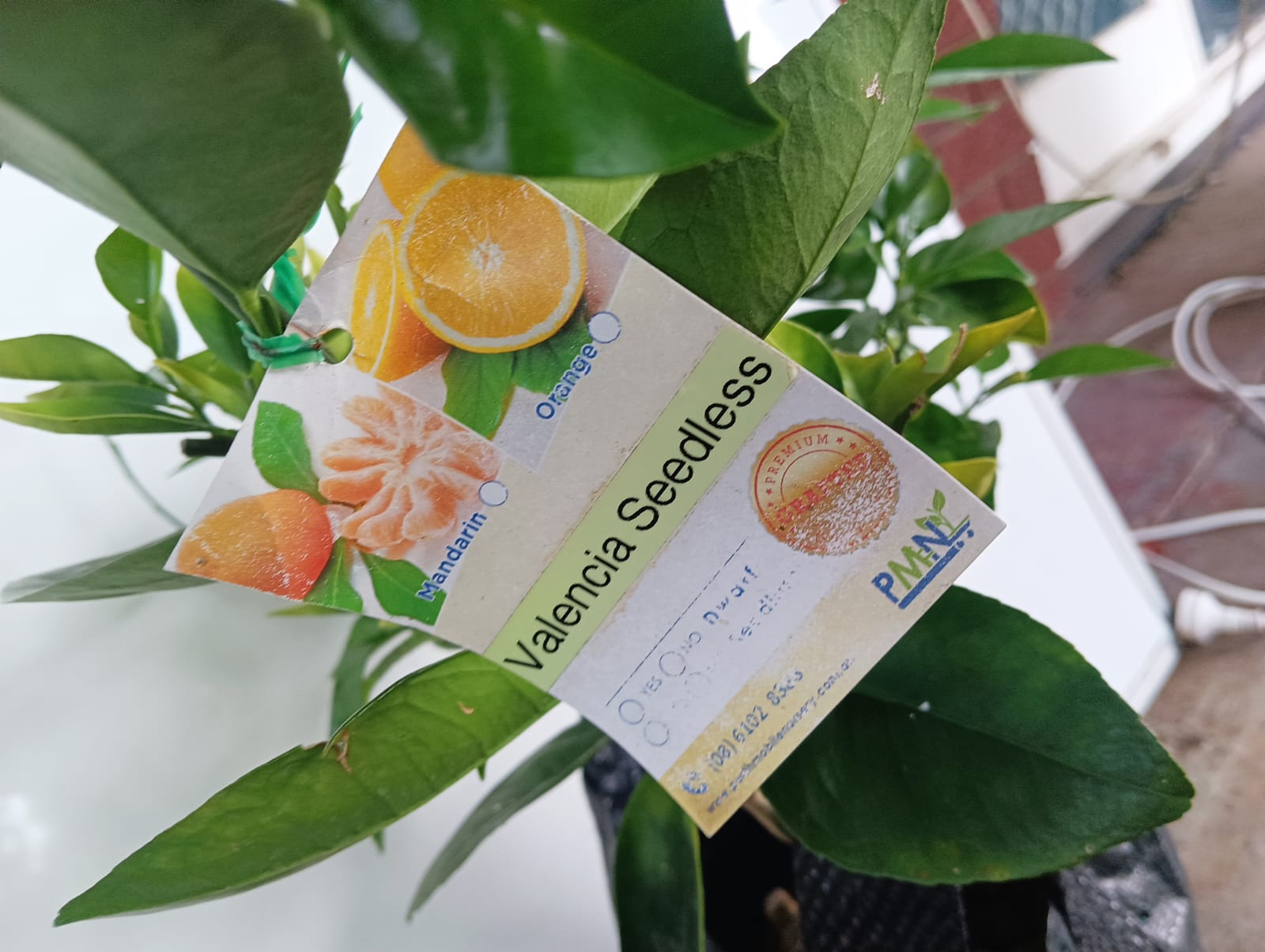 Valencia Orange Perth