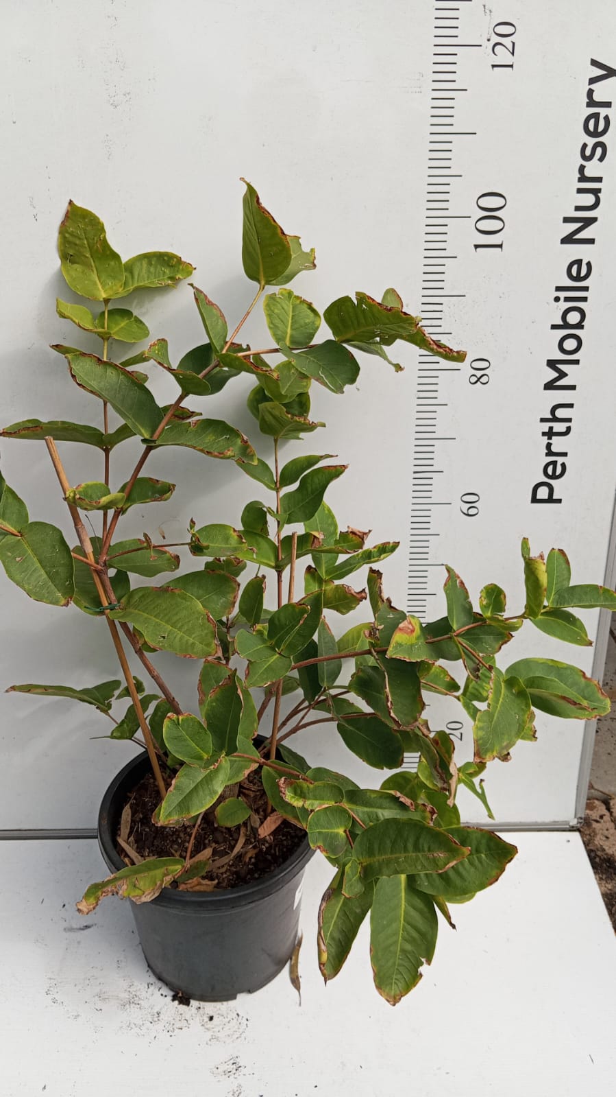 Wax Jambu Pink Fruit Tree Perth