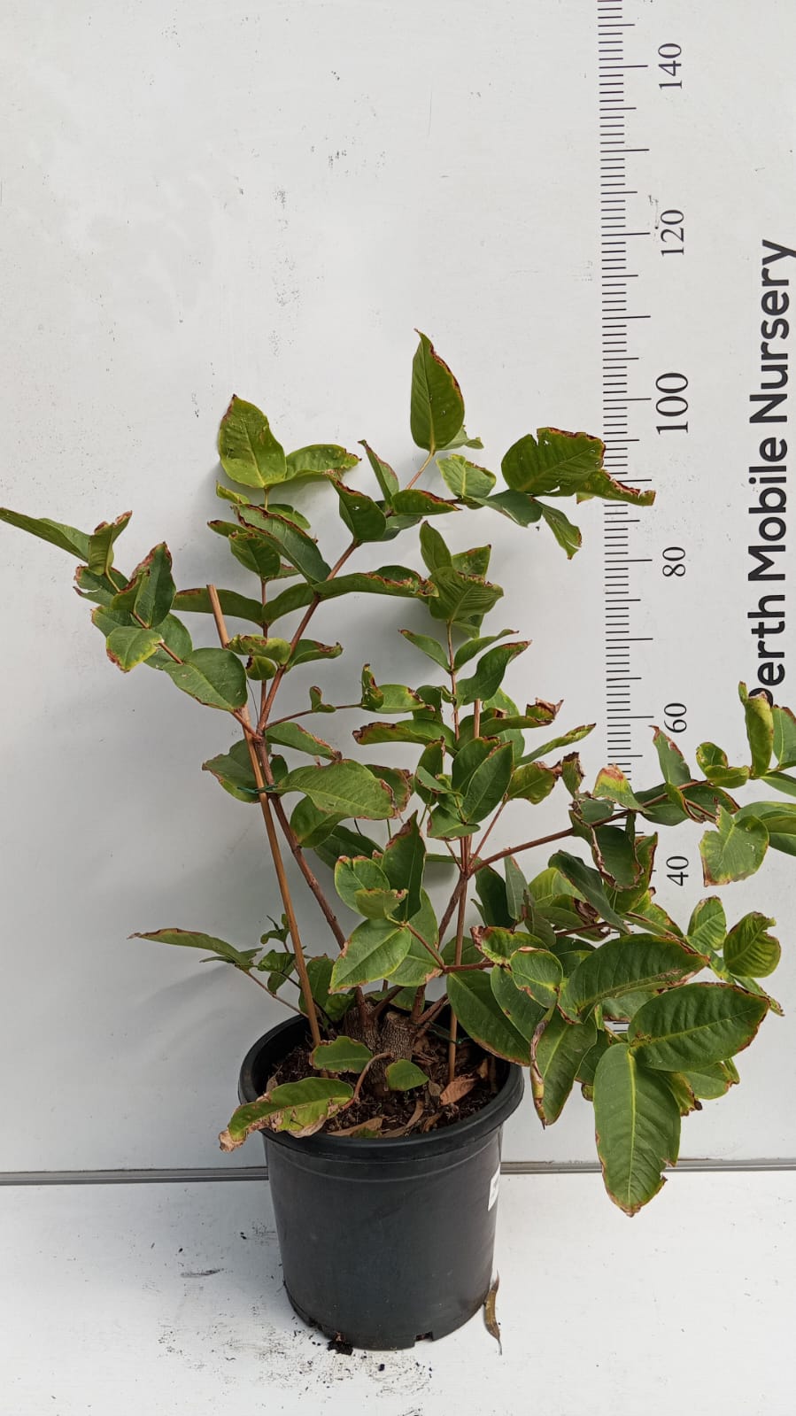 Wax Jambu Pink Fruit Tree Perth