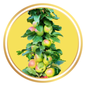 Ballerina Columnar Apple Tree