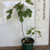 Tena Fig Tree Perth