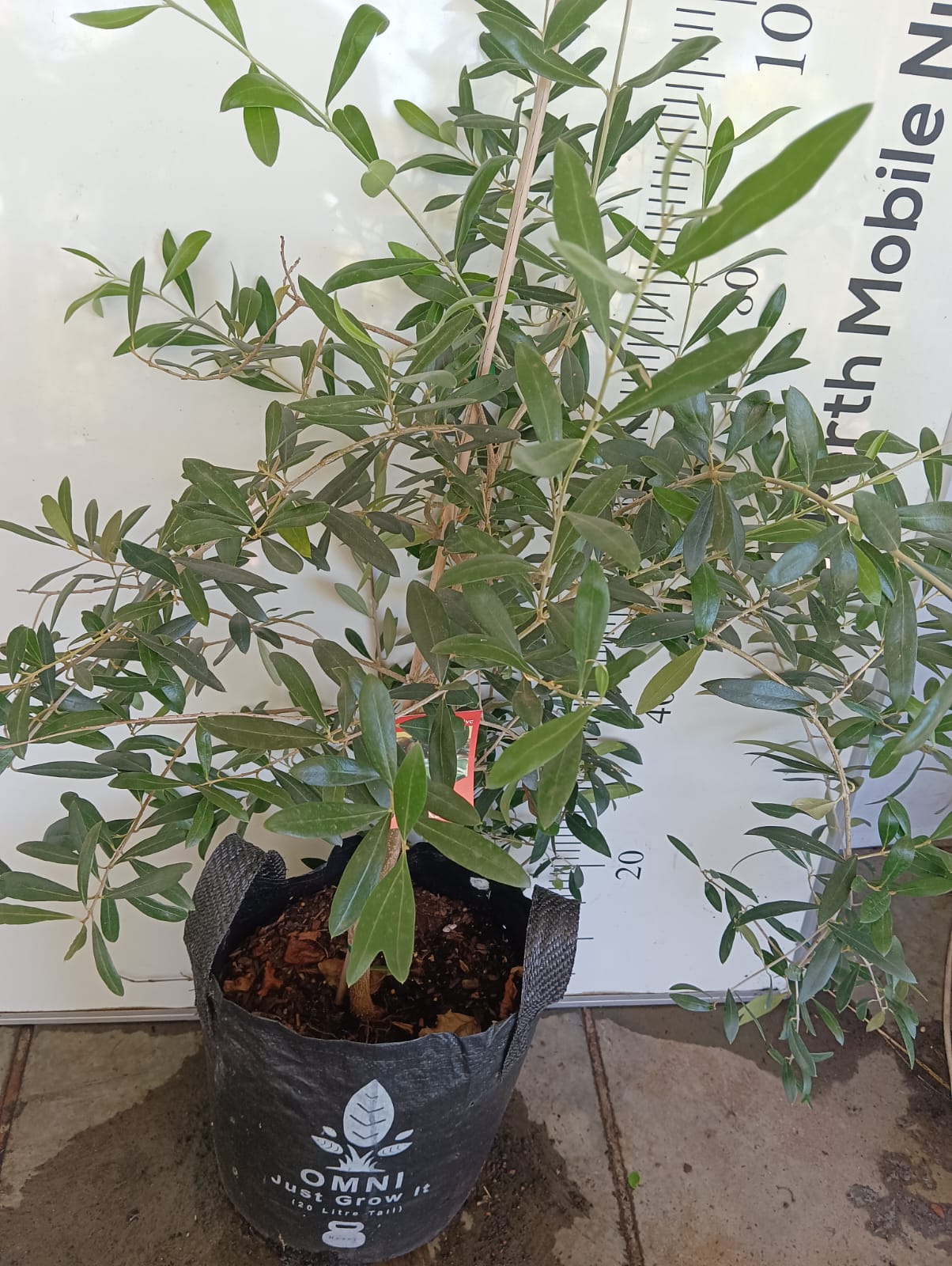 Kalamata Olive Perth