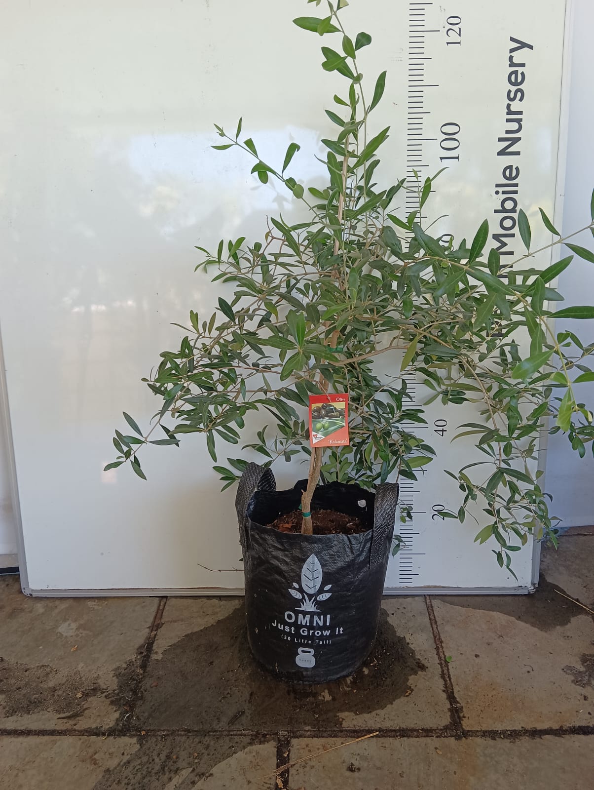 Kalamata Olive Perth