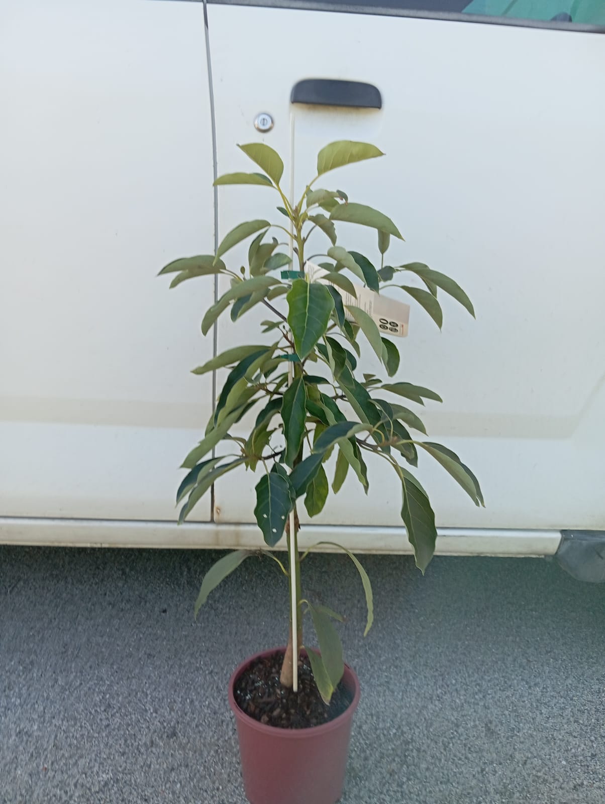 Lamb Hass Avocado Perth