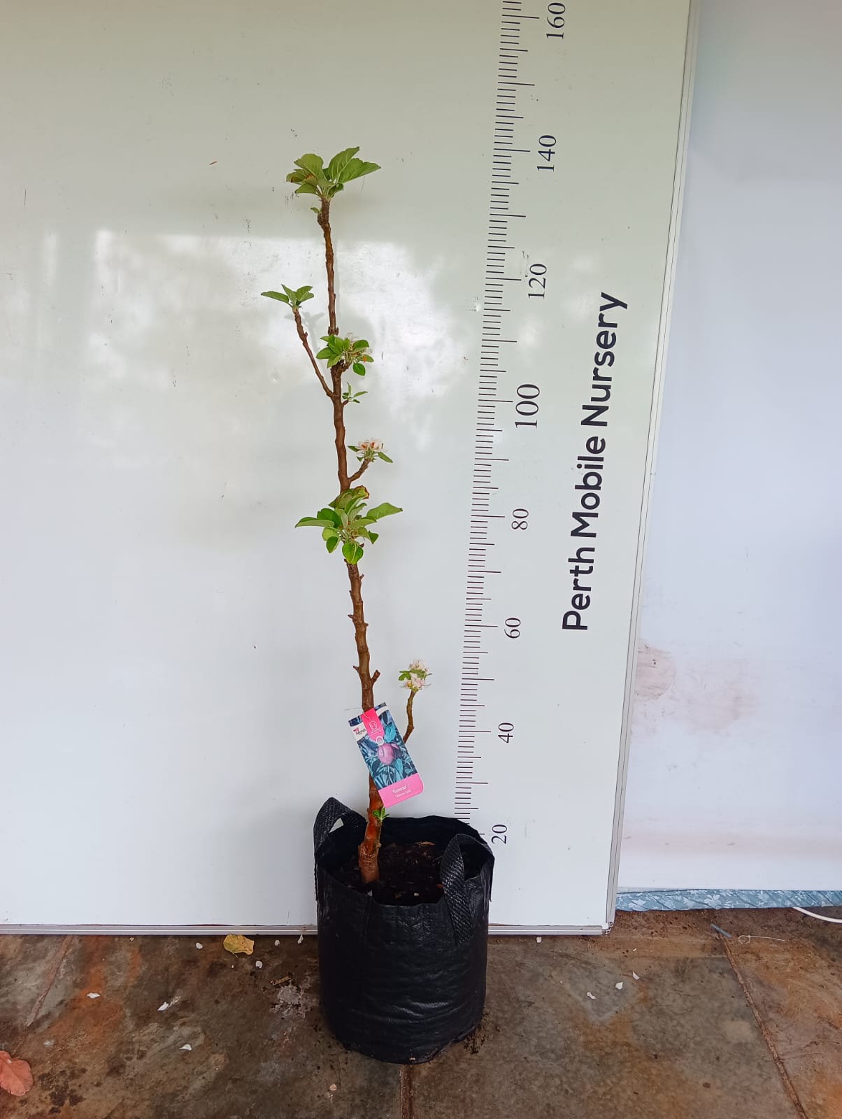 Flamenco Ballerina Apple