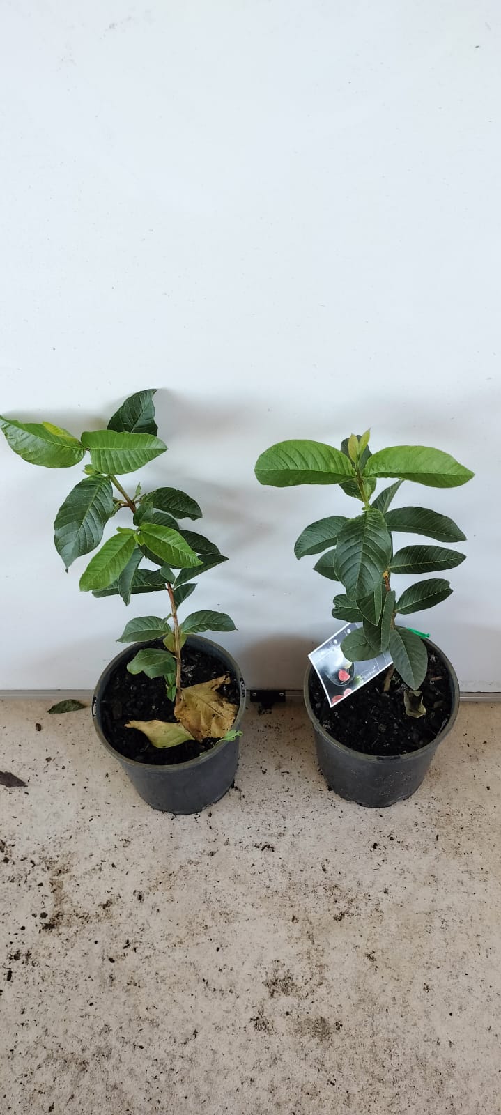 Hawaiian Pink Guava Perth