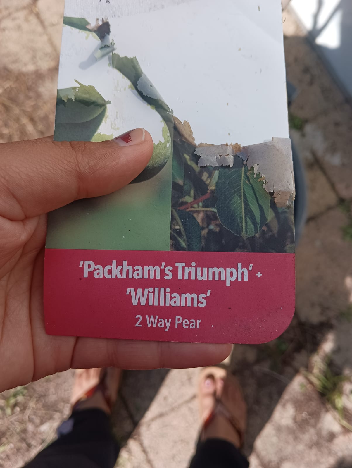 Pear Tree 2 Way Perth