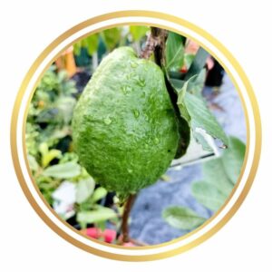 Sali Guava White Fruit Tree