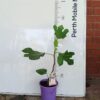 Fig Tree Black Adam Perth