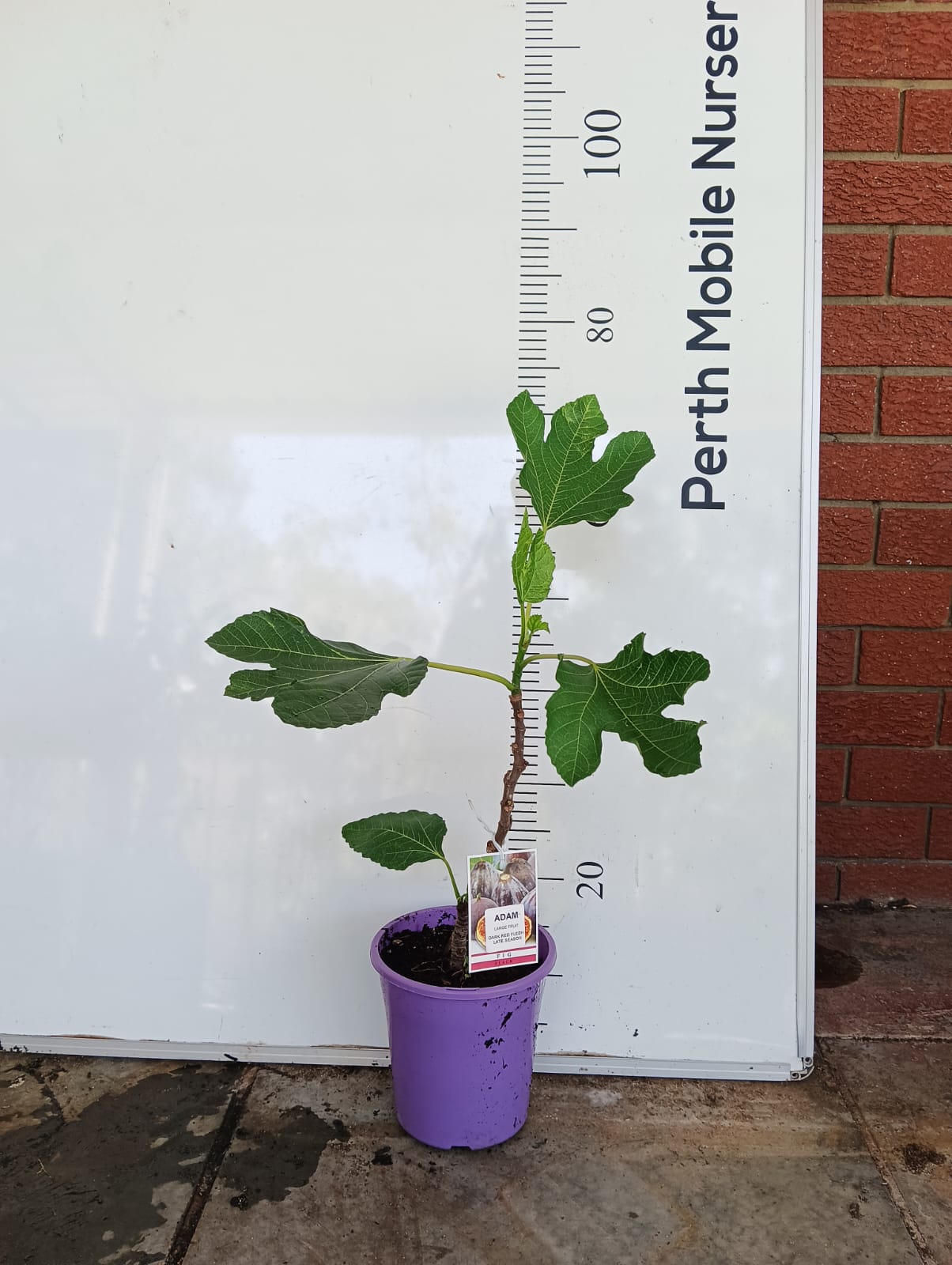 Fig Tree Black Adam Perth