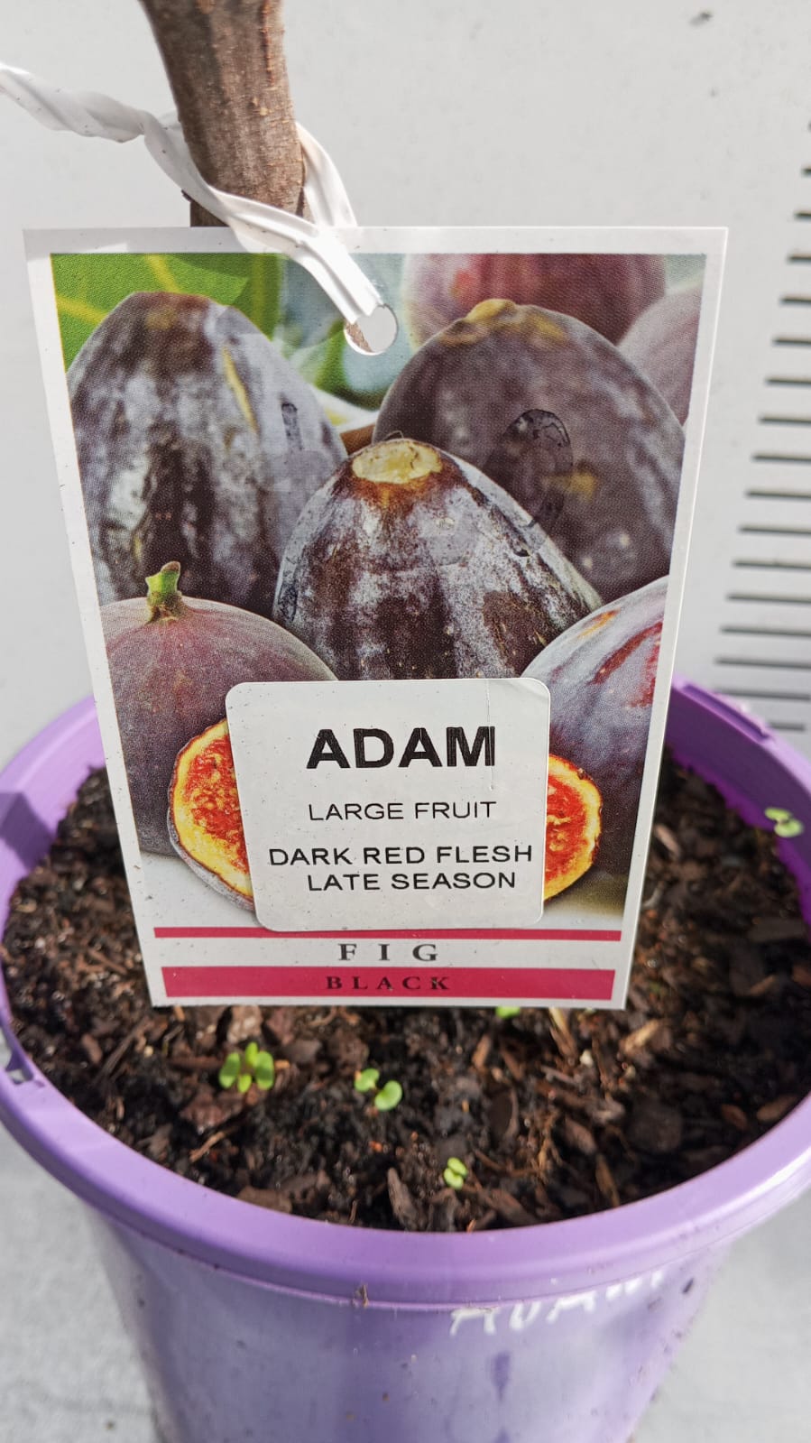 Fig Tree Black Adam Perth