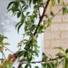 Peach Tree - 2 Way Grafted Jewel and Tasty Zee Perth