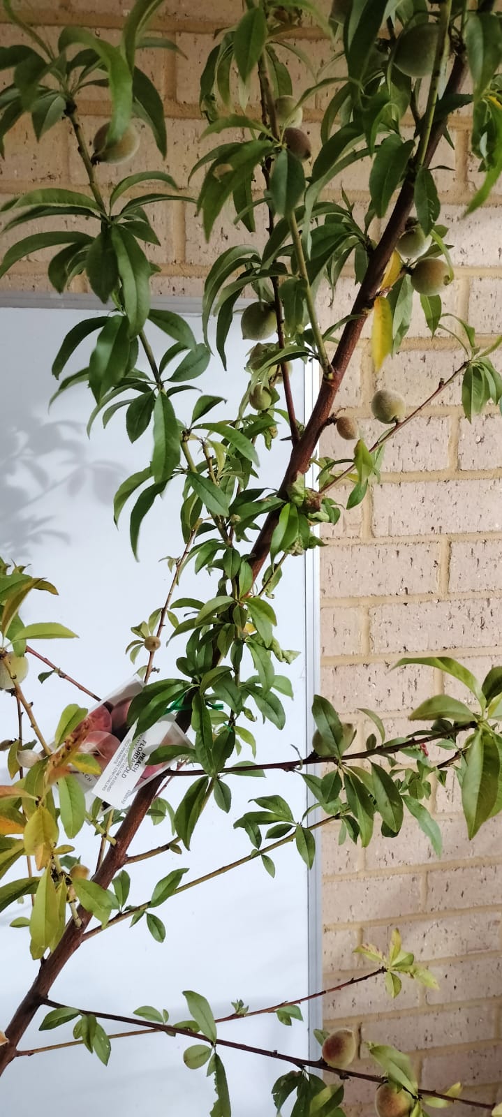 Peach Tree - 2 Way Grafted Jewel and Tasty Zee Perth