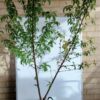 Peach Tree - 2 Way Grafted Jewel and Tasty Zee Perth