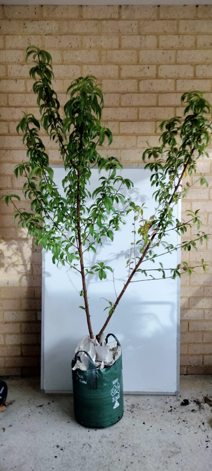 Peach Tree - 2 Way Grafted Jewel and Tasty Zee Perth