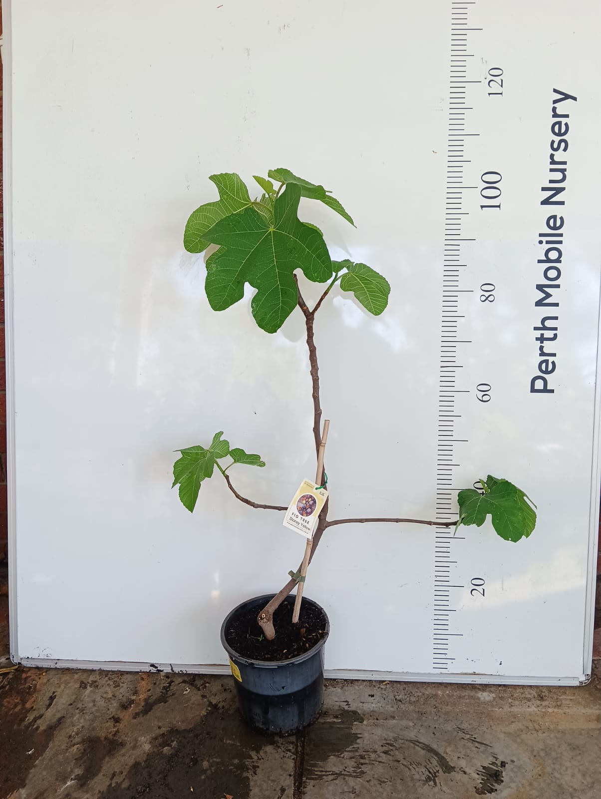 Fig Stoney Yellow Perth