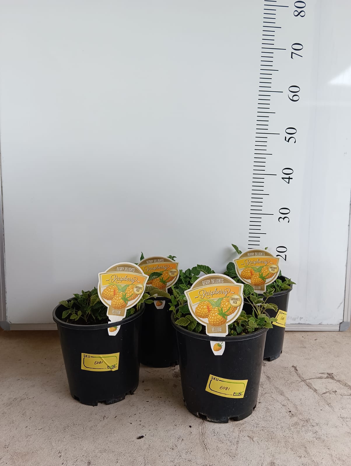 Yellow Raspberry Perth