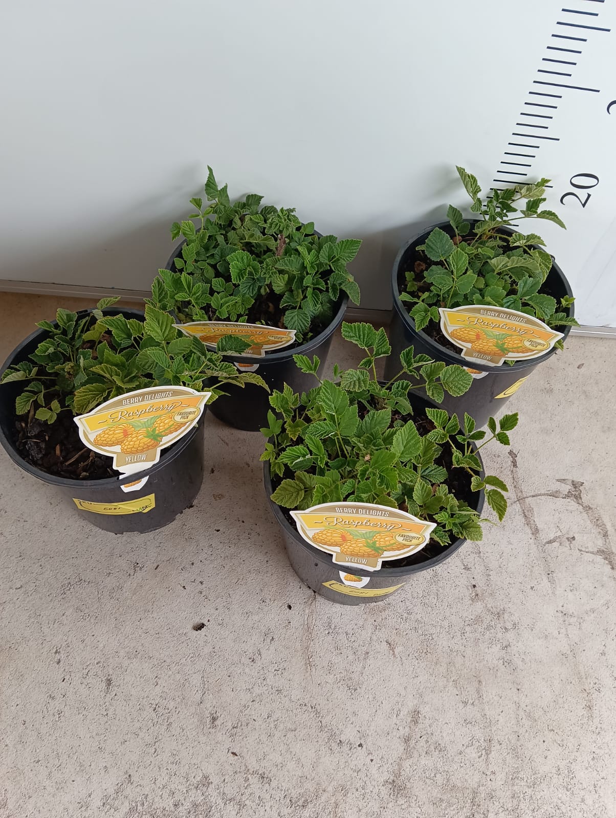 Yellow Raspberry Perth