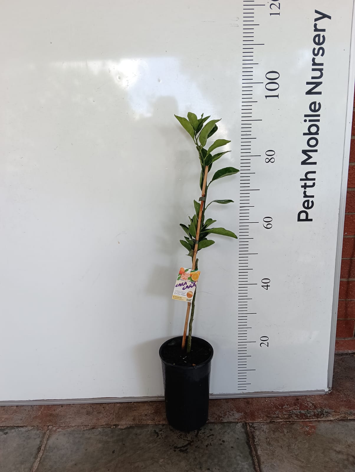 Cara Cara Navel Orange Perth