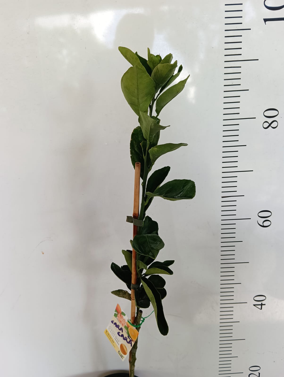 Cara Cara Navel Orange Perth