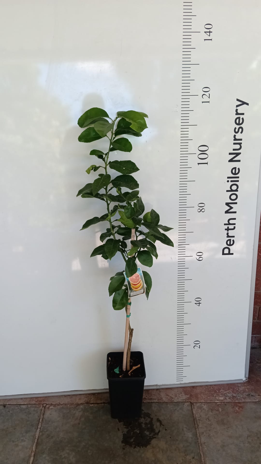 Grapefruit Thompsons Pink Perth