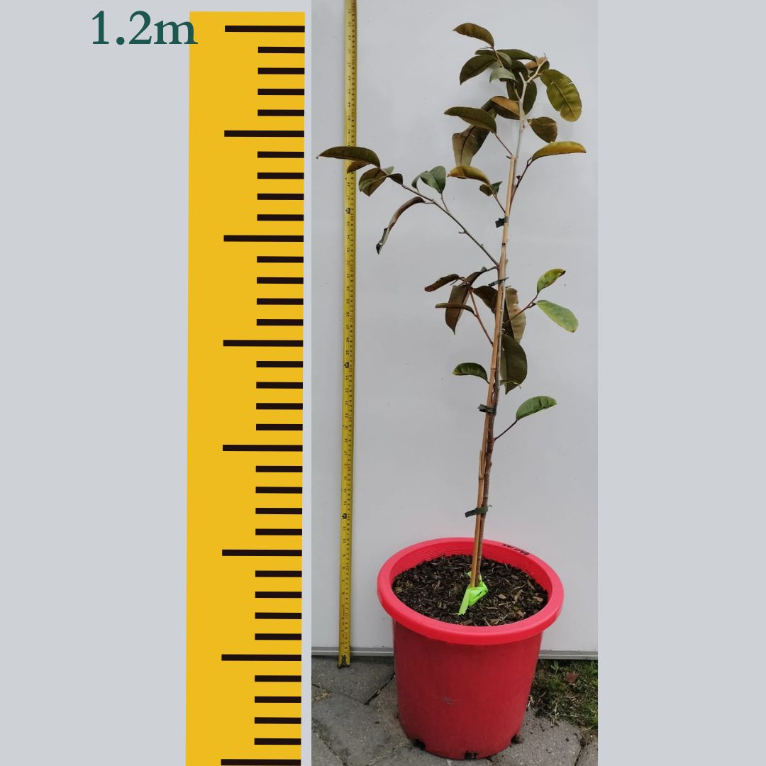 Star Apple Fruit Tree Caimito Perth