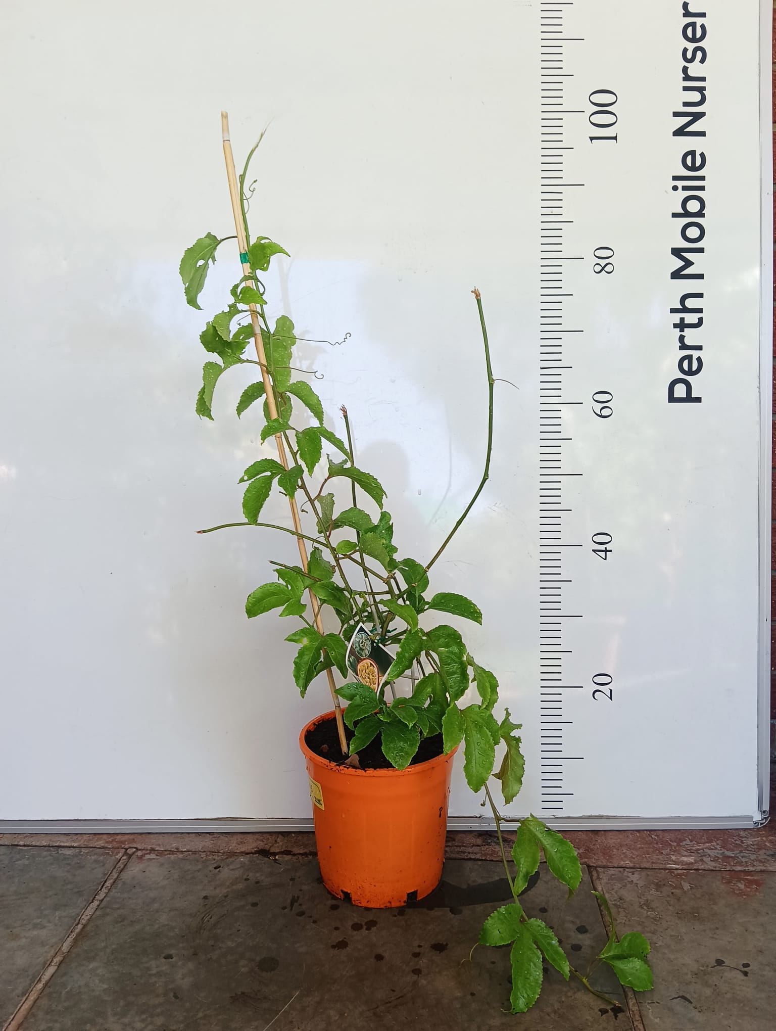 Passionfruit Sunshine Perth